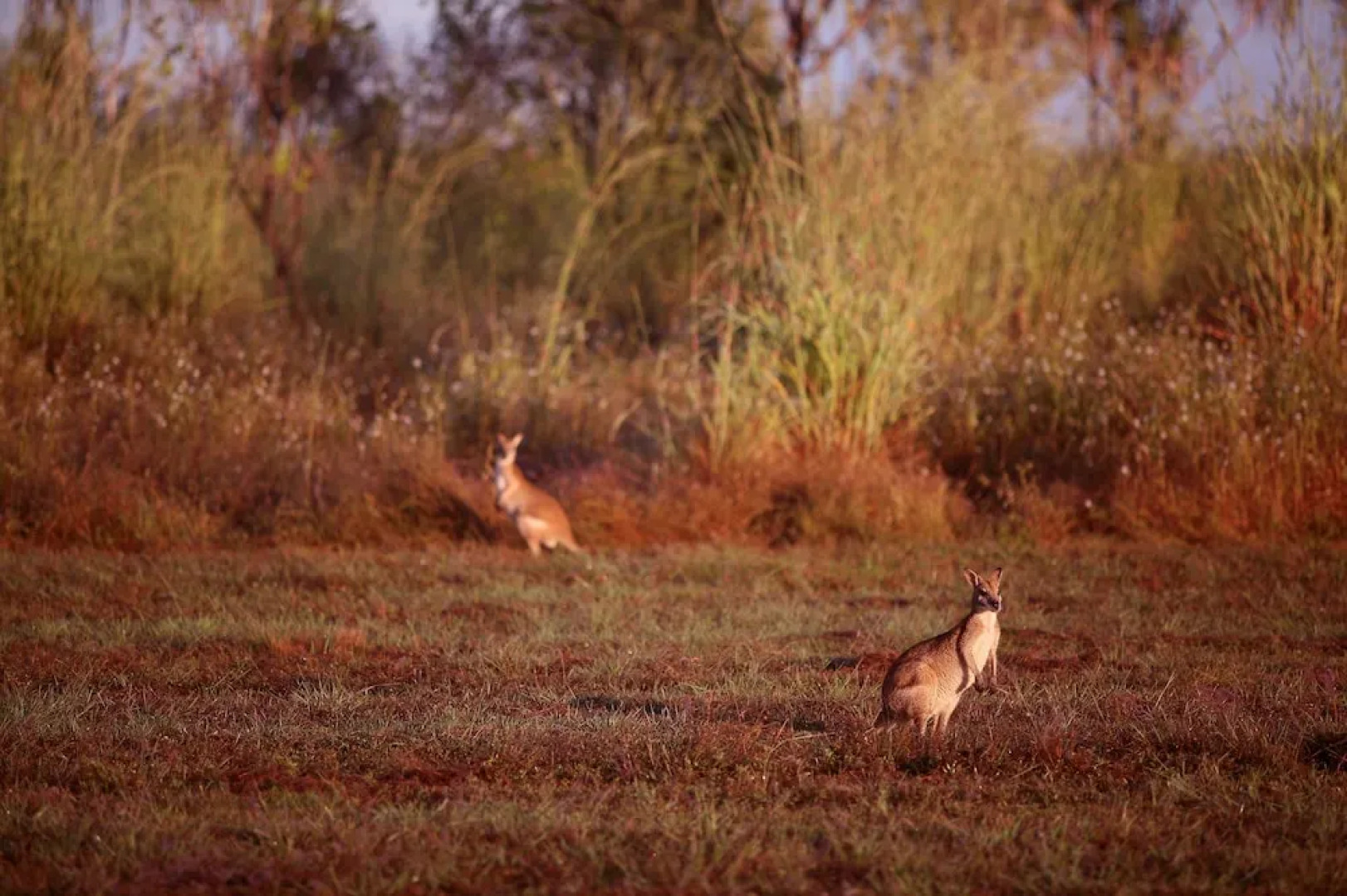 Wildman Wilderness Lodge