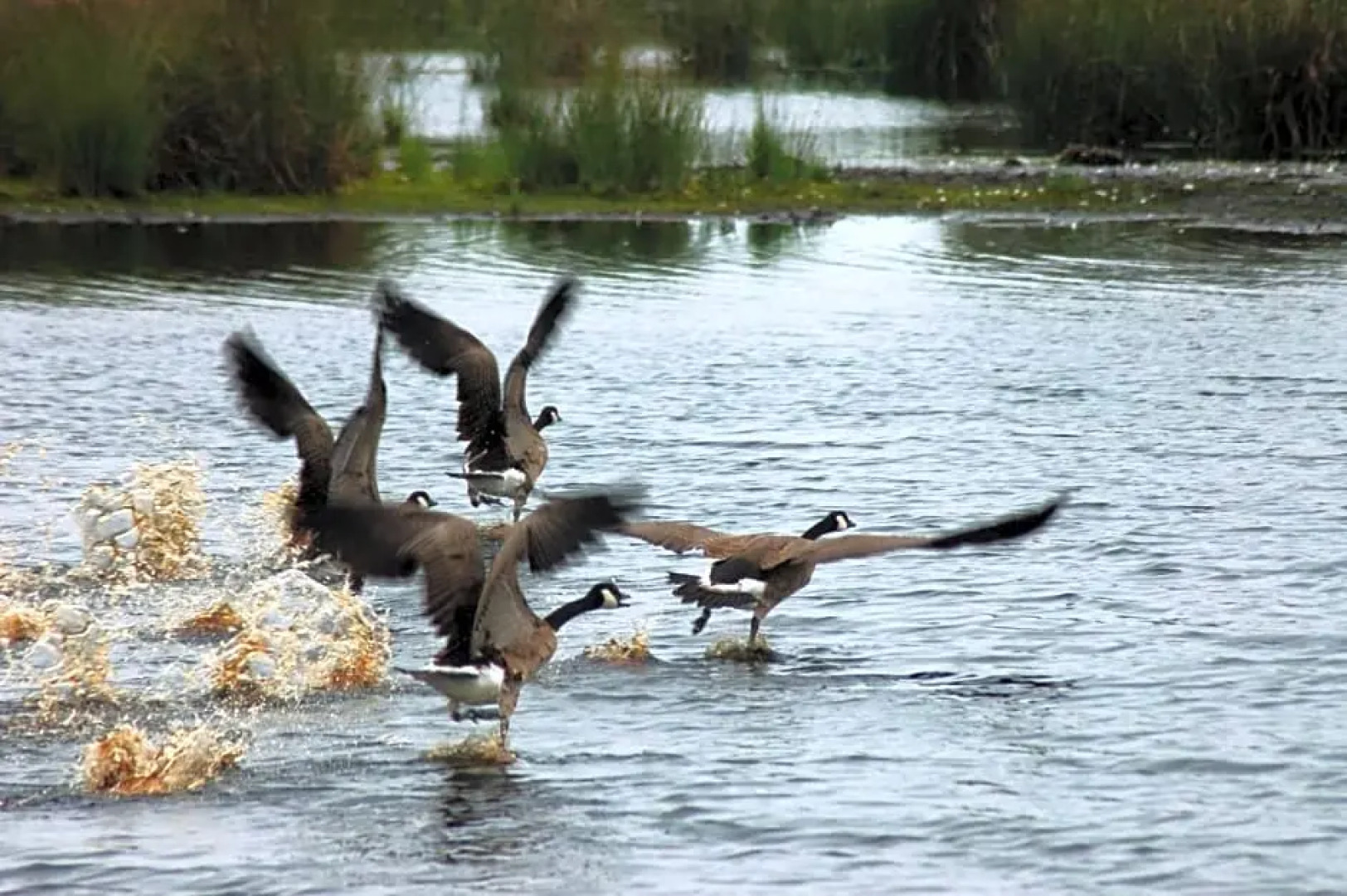 Stichting Veenloopcentrum Weiteveen