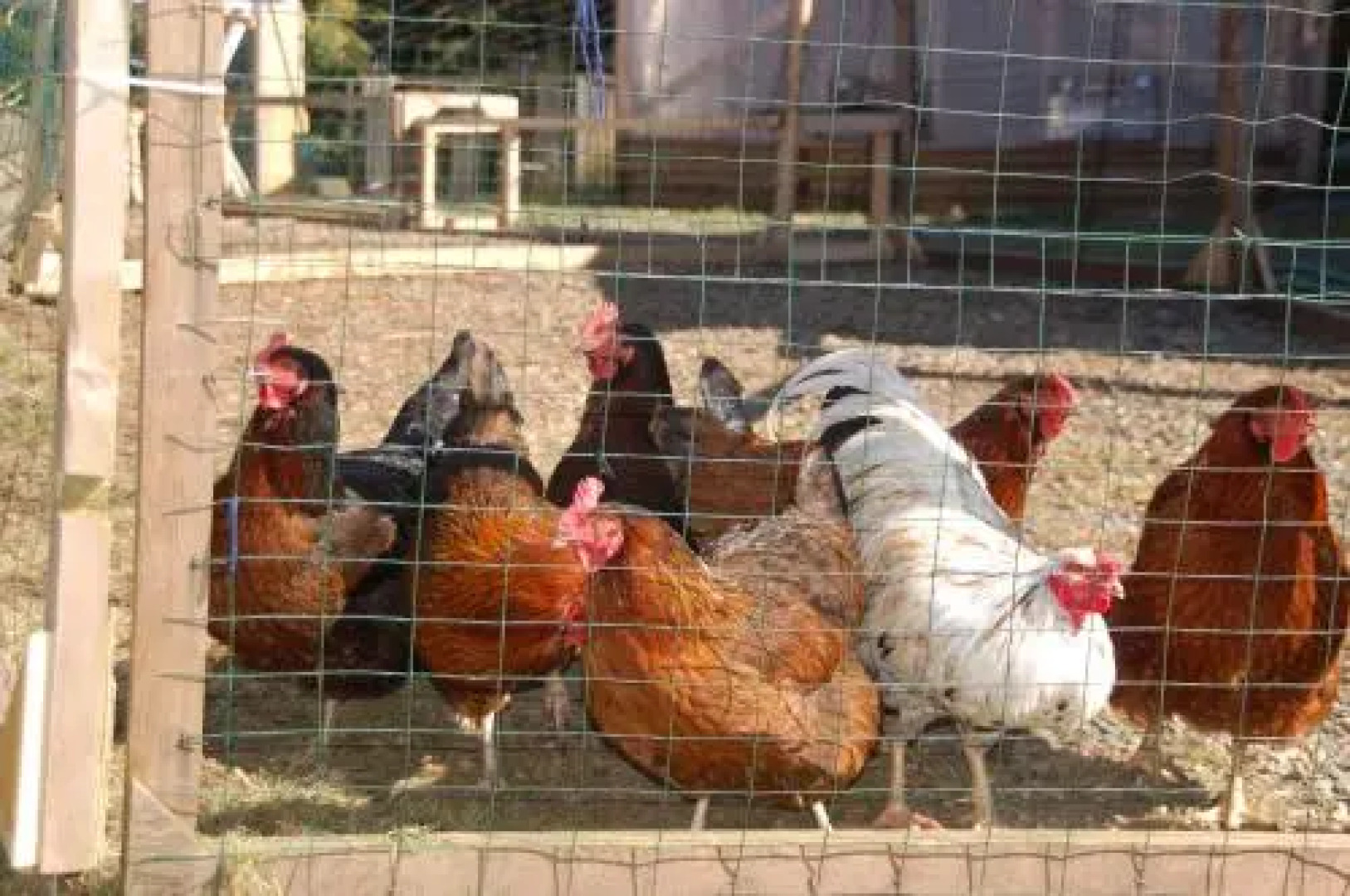 Red Roof Inn Cottage