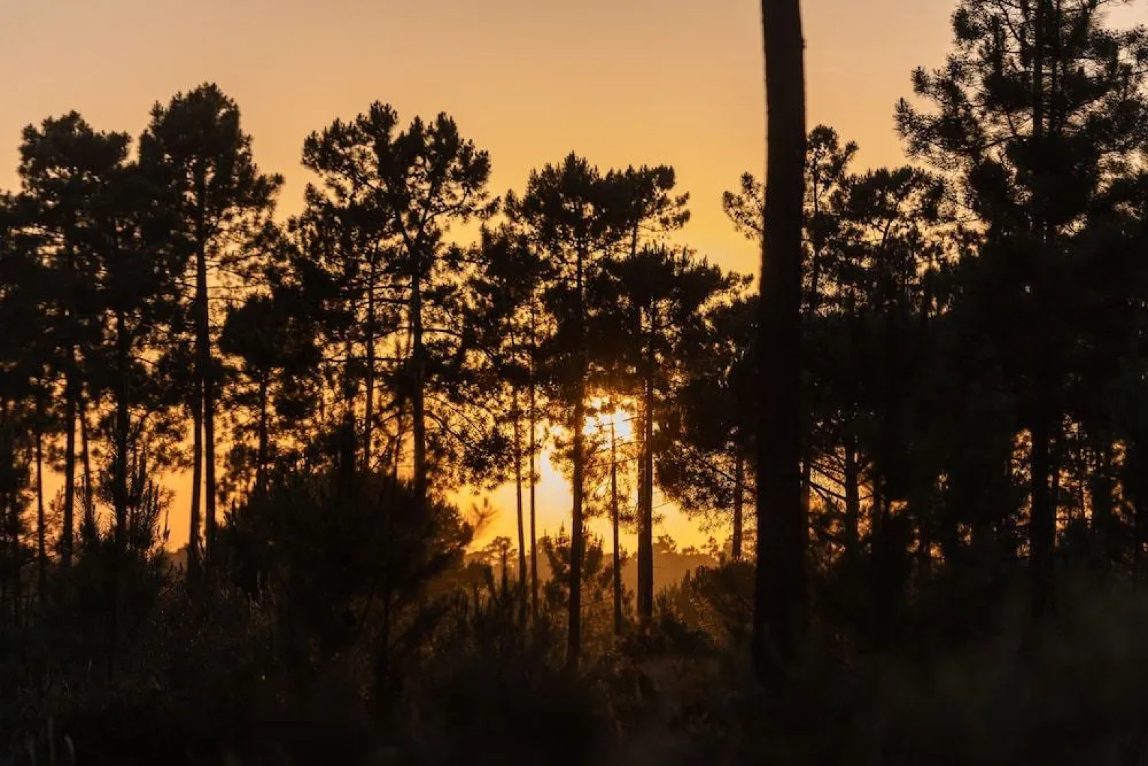 Cocoon Eco Design Lodges