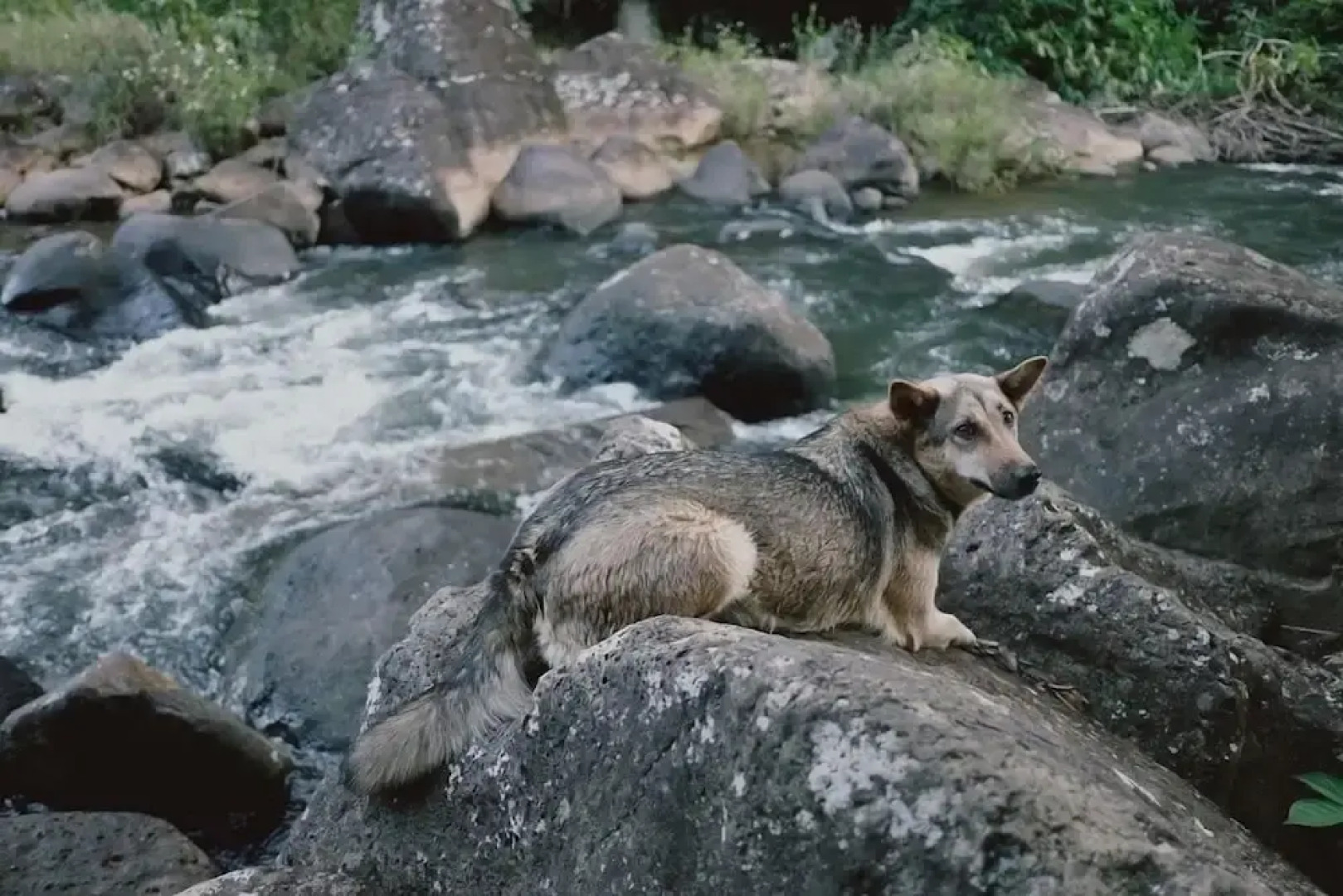 Sumvilla Homestay - Hostel