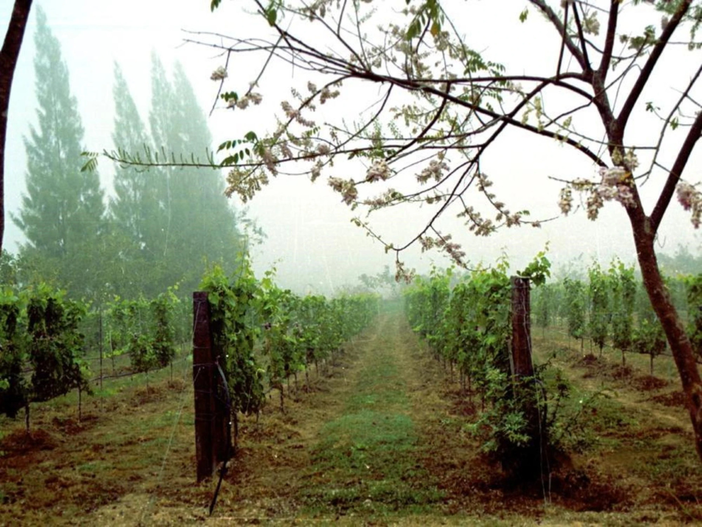 Village Farm and Winery