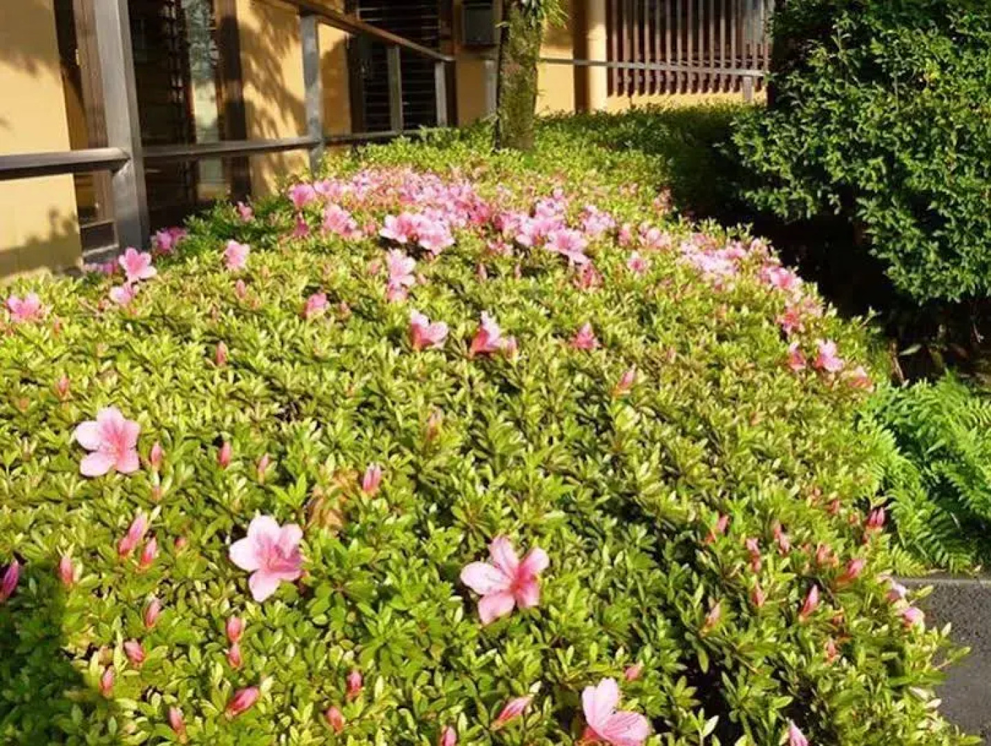 Yamaga Onsen Seiryuso