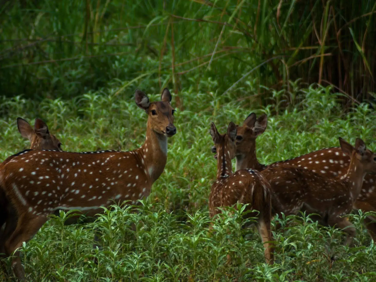 Tigerland Safari Resort