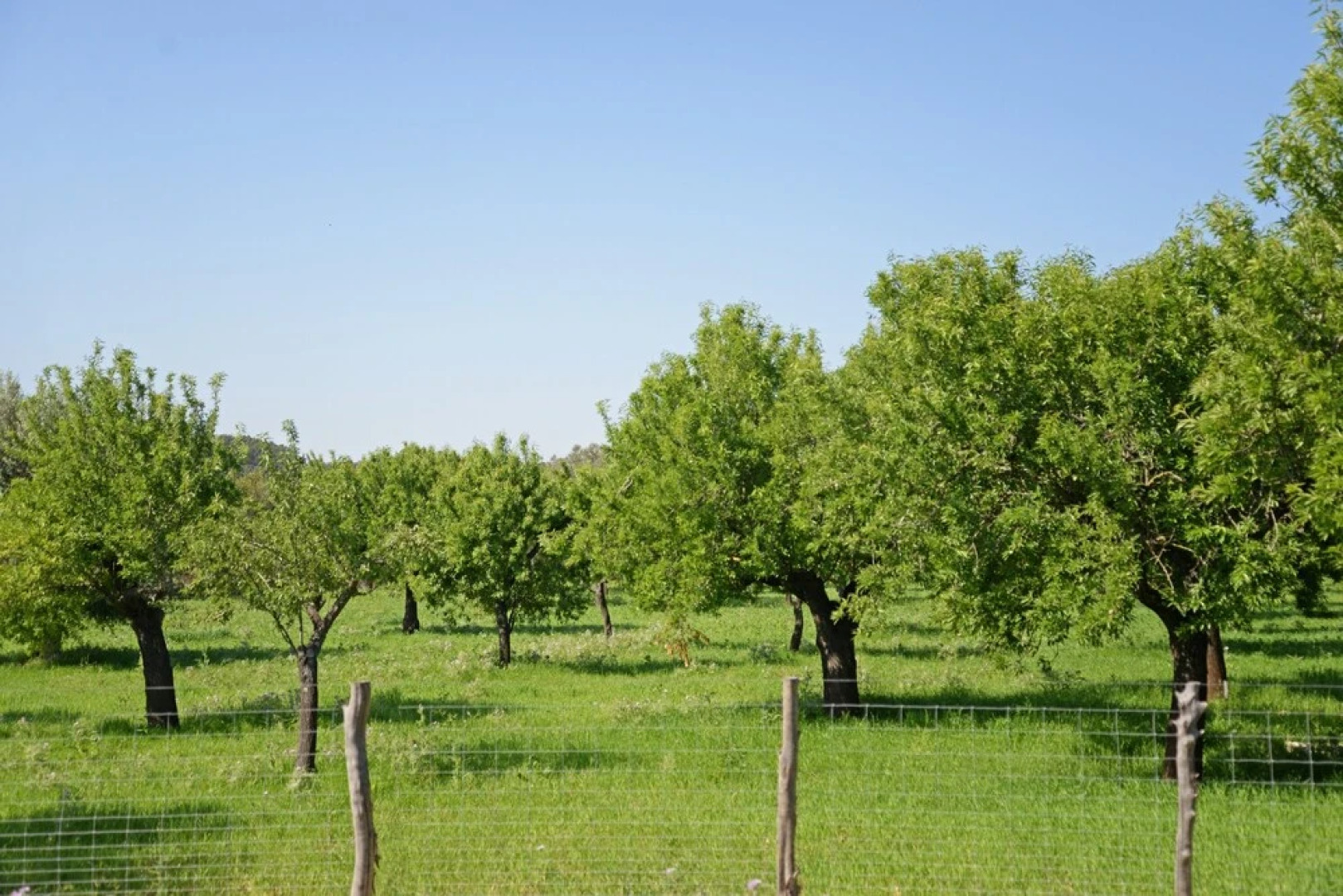 SA Parellada - Premium