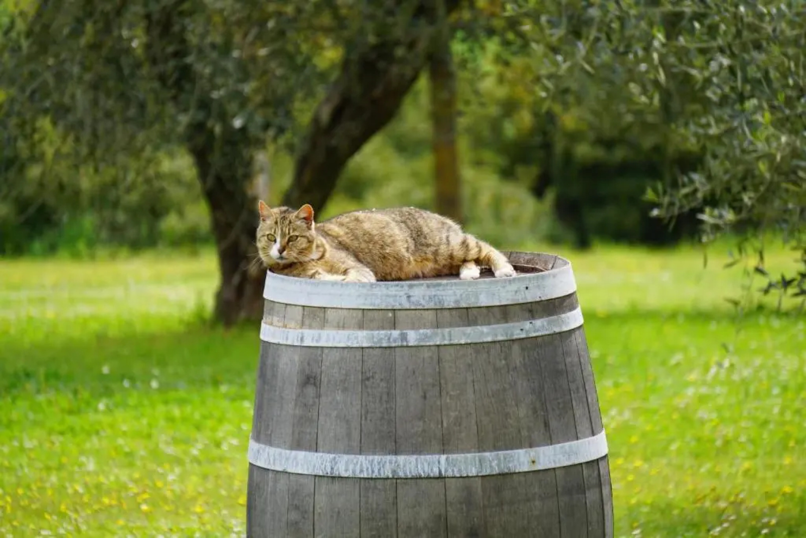 Fattoria Lornano Winery