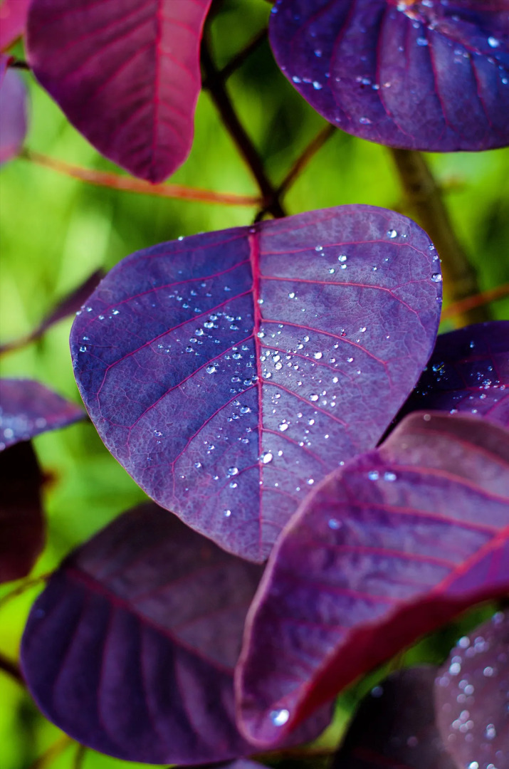 The Greendale Bungalow