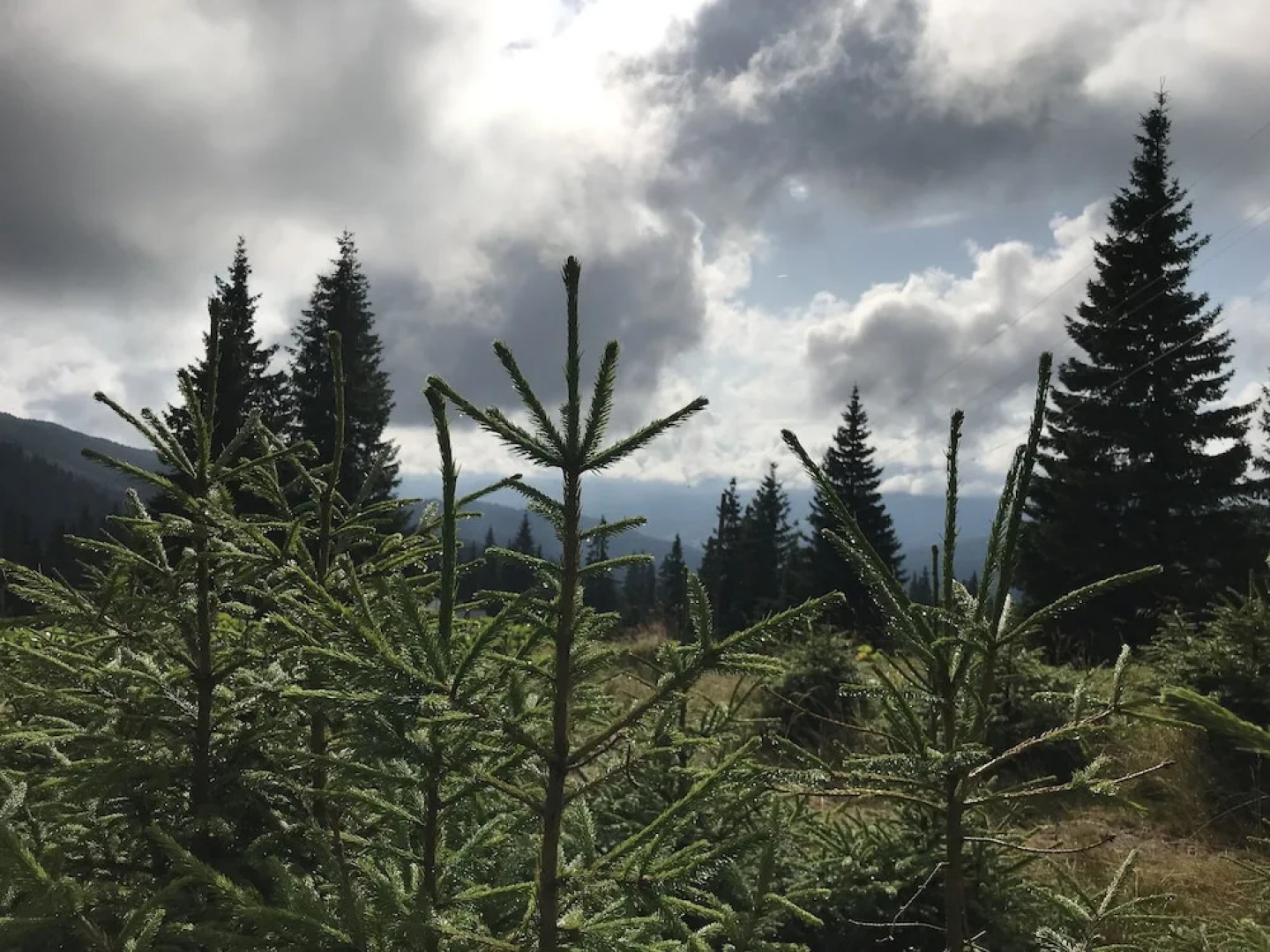 Отель Freerider