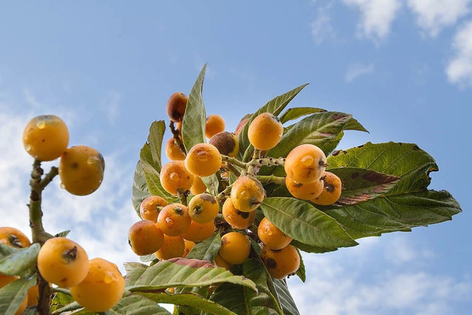 Villa With 4 Bedrooms in Specchia, With Enclosed Garden - 10 km From t