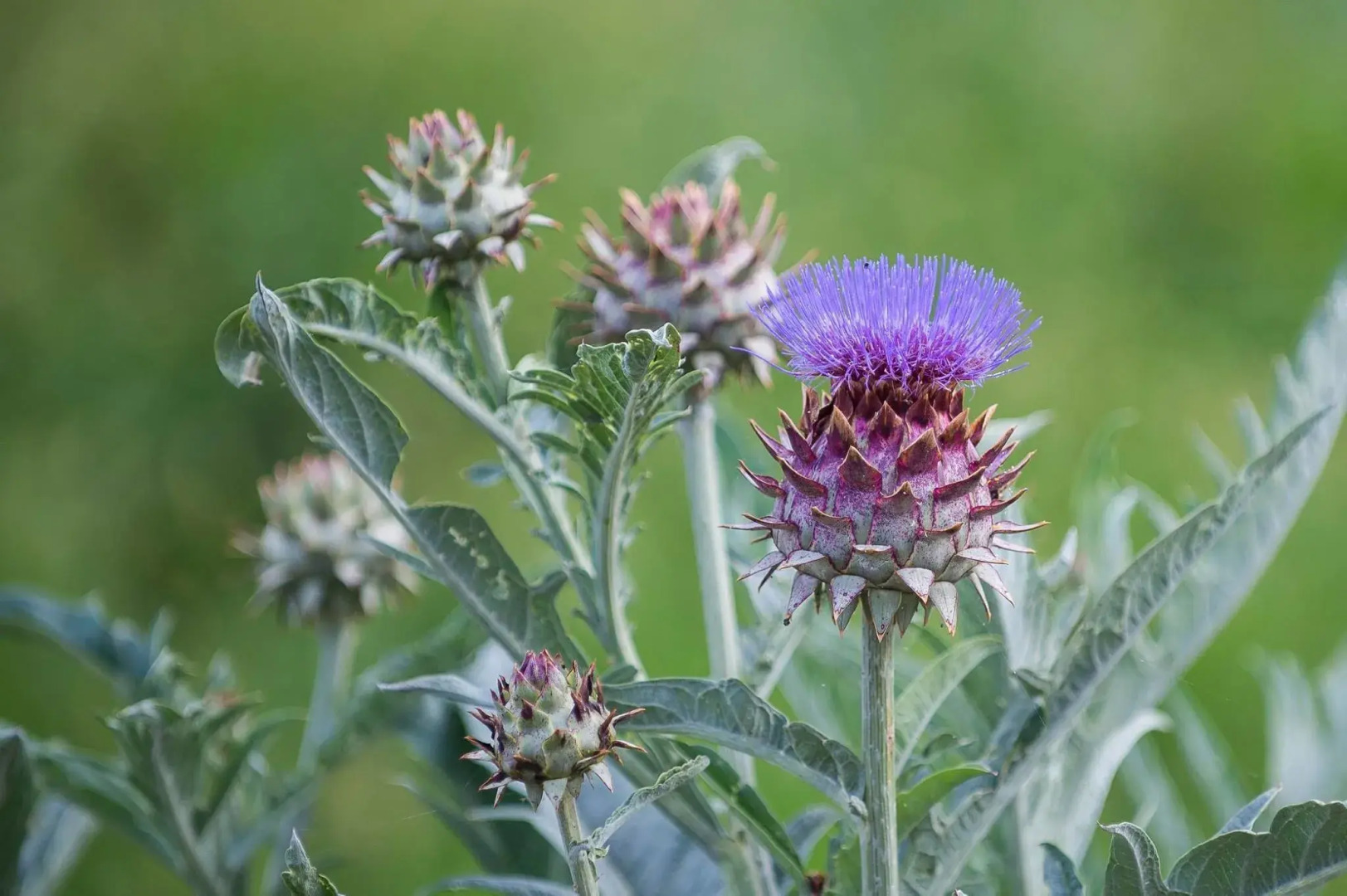 Agriturismo Arte Contadina