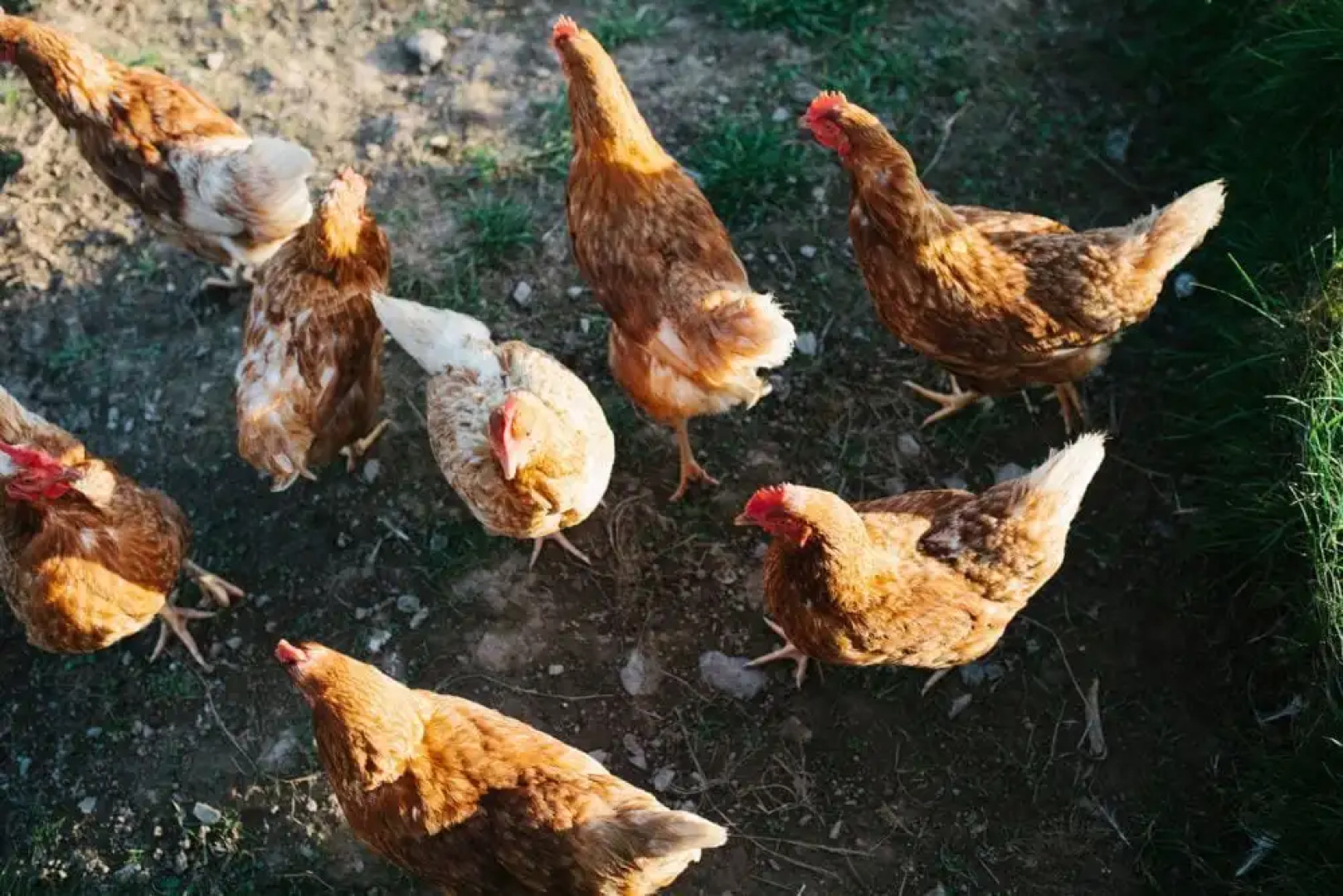 Mesmear Luxury Cottages