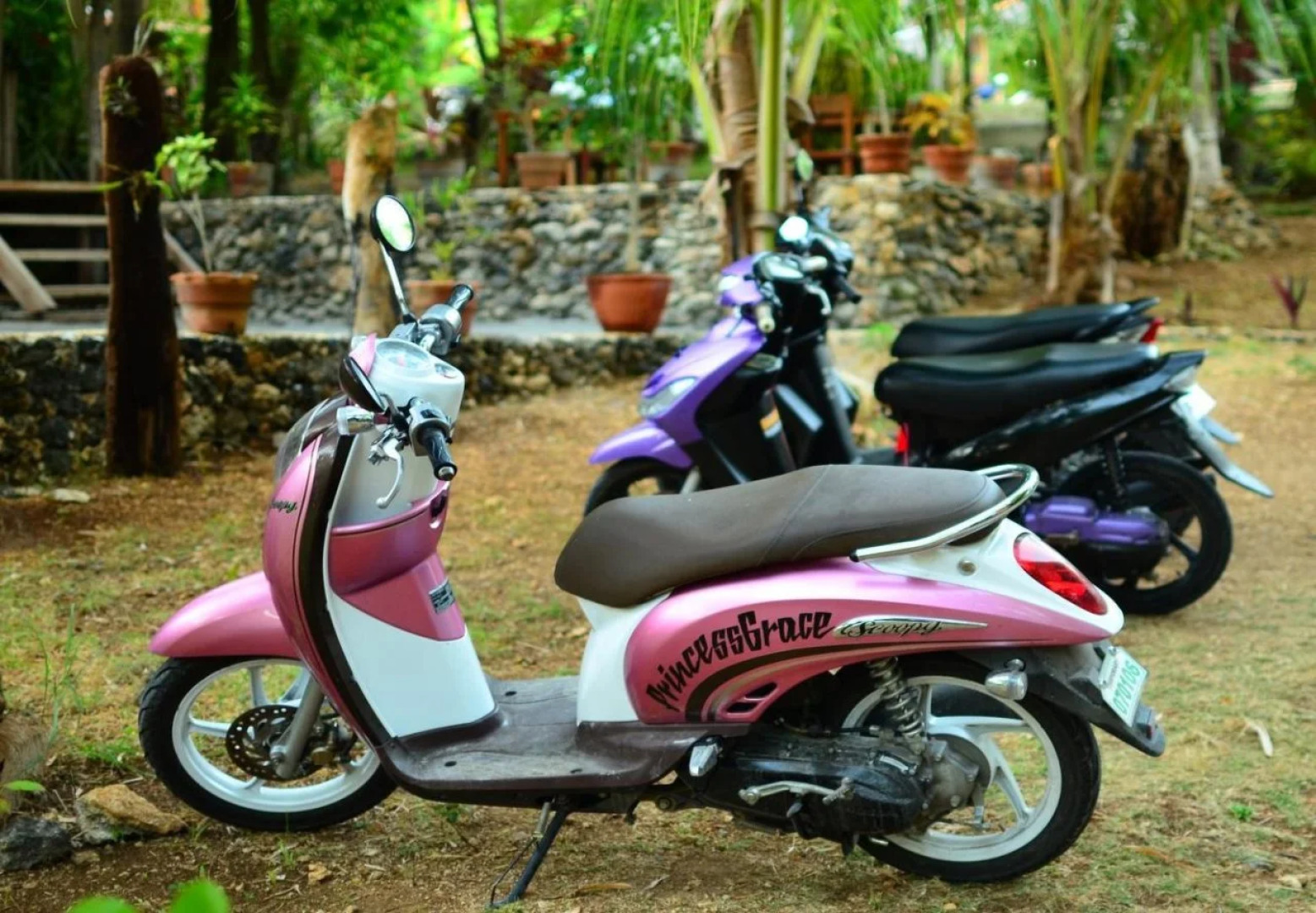 Toris Backpackers Paradise