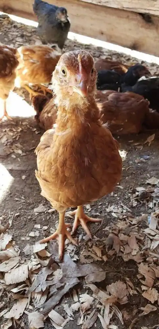 Sassy Springs Retreat