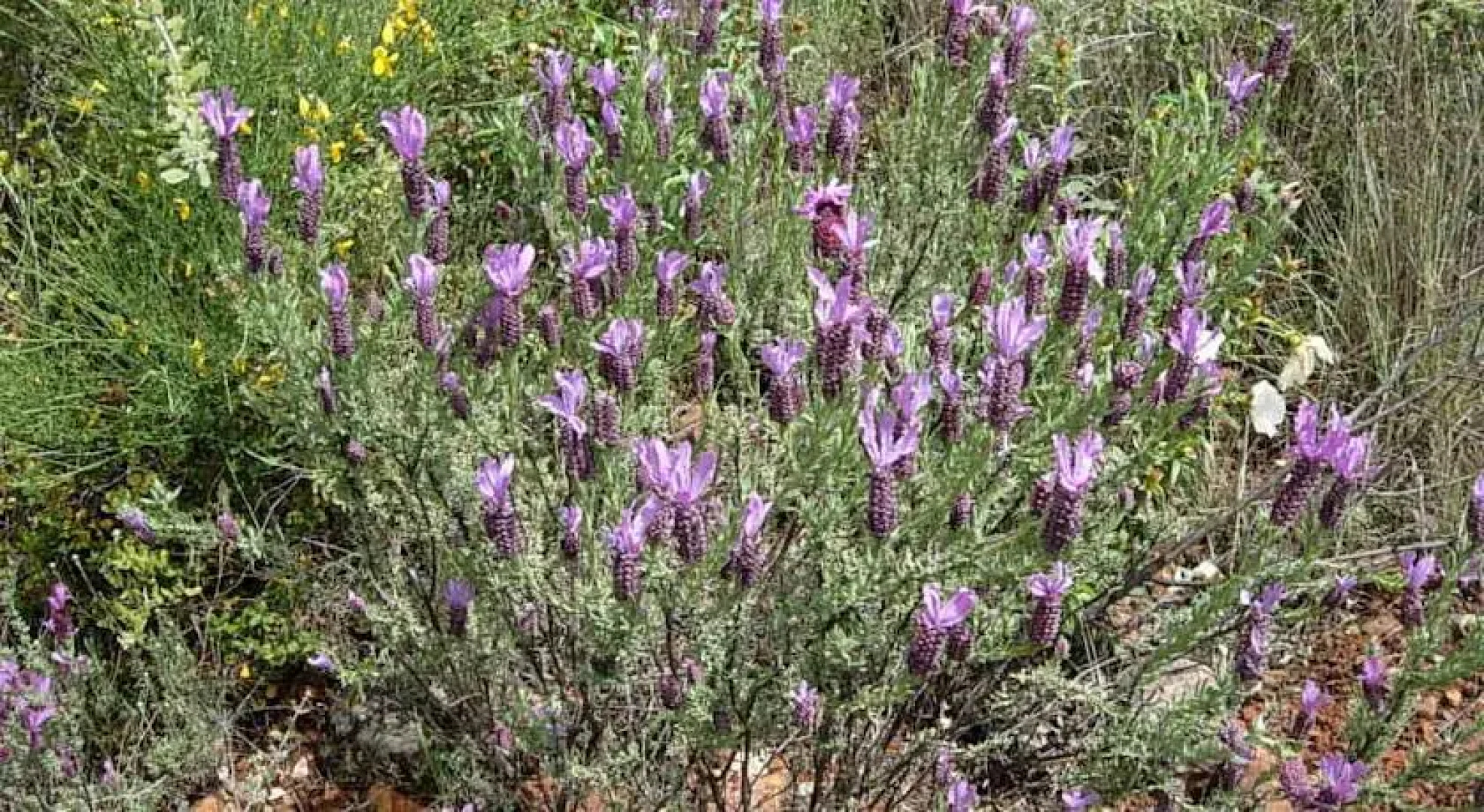 Refugio De La Rabaza