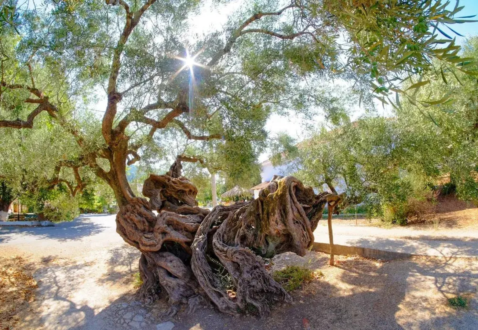 Zante Dolphin III Alykes