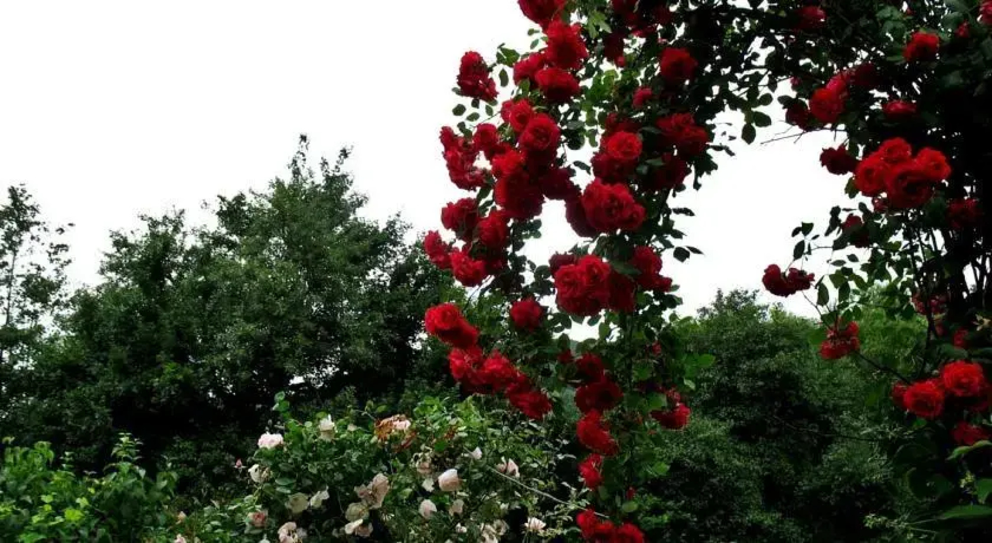 Country House Lozanjska Terasa