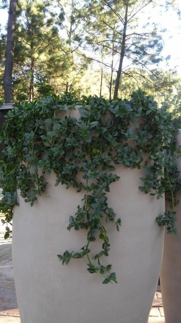 Rincón de María Mazamitla