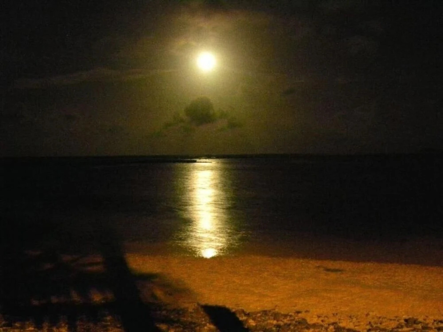 Pacific Treelodge Resort