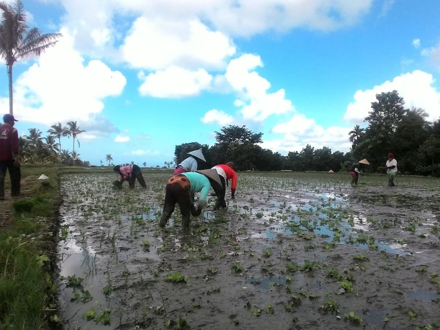 Kawah Ijen Guest House