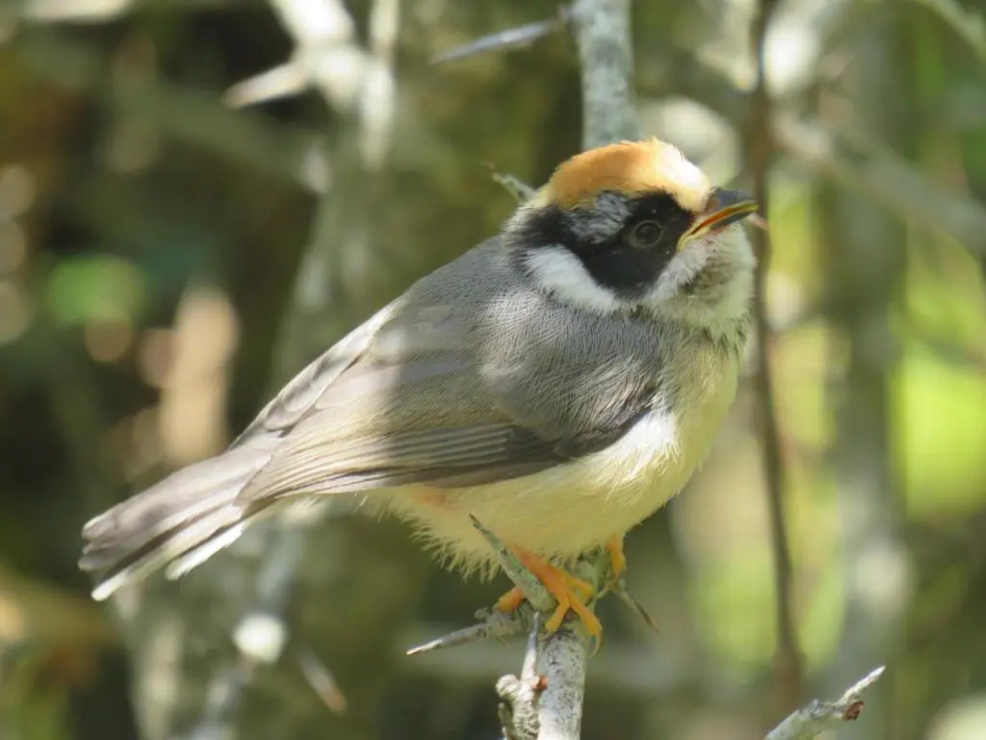 StayApart - Maa Anadmayee Guest House