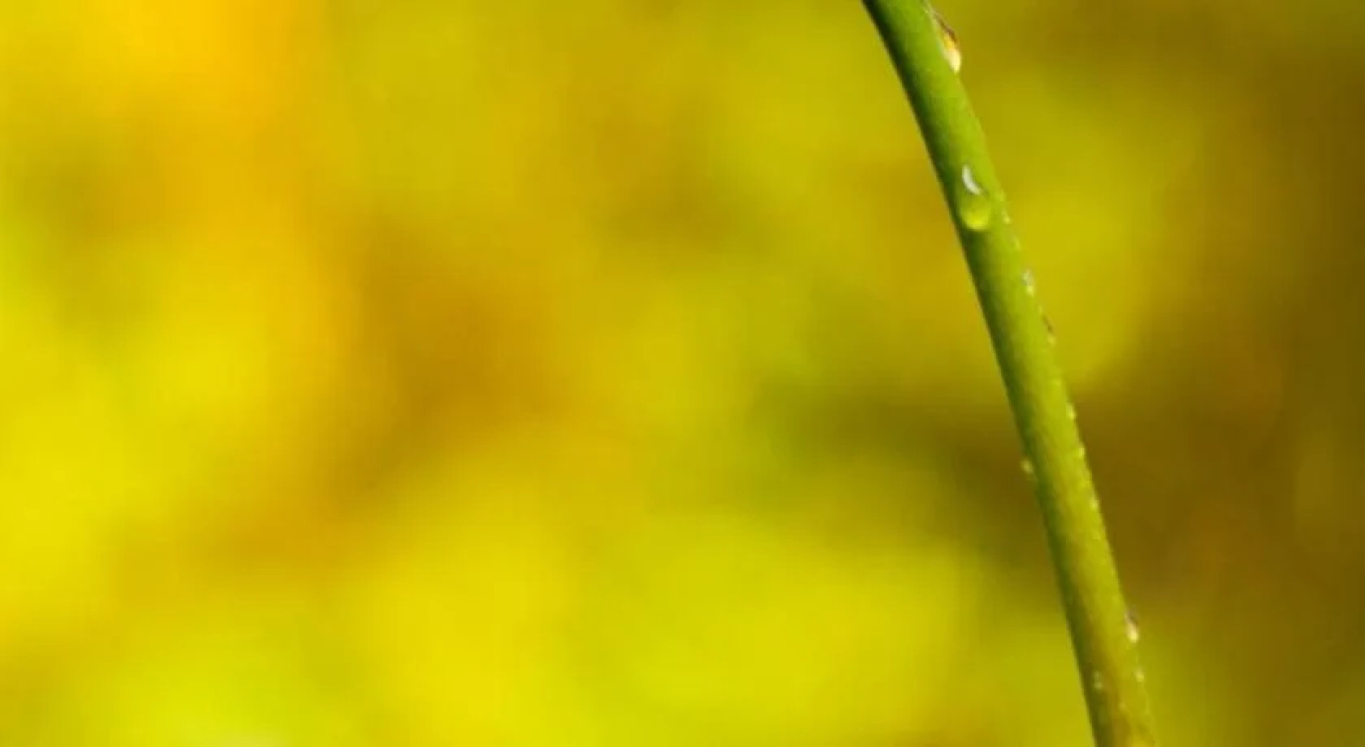 Volcano Mist Cottage