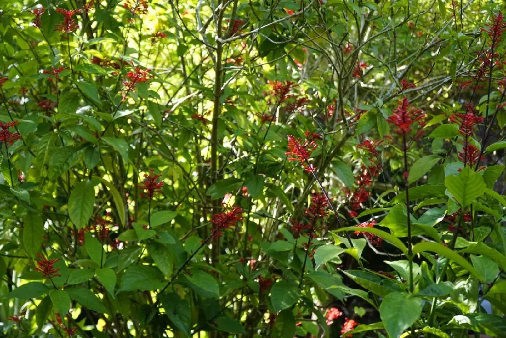 Thitaw Lay House B & B