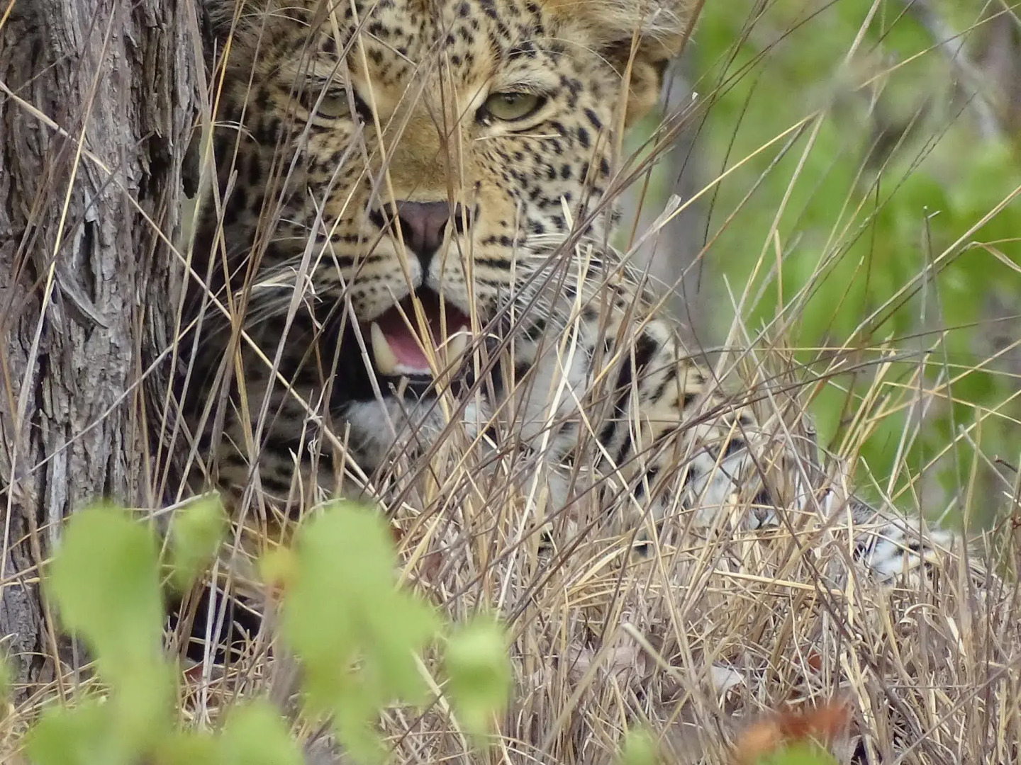 Klaserie Sands River Camp