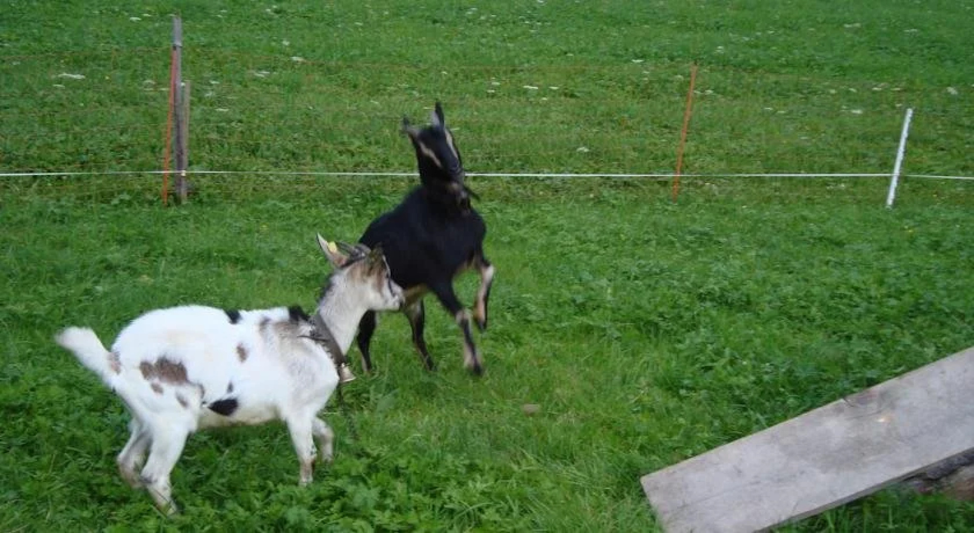 Ferienbauernhof Beer