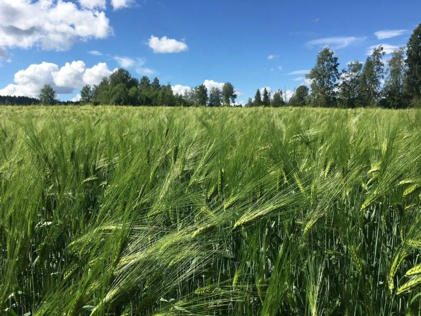 Solbacken Bed & Breakfast