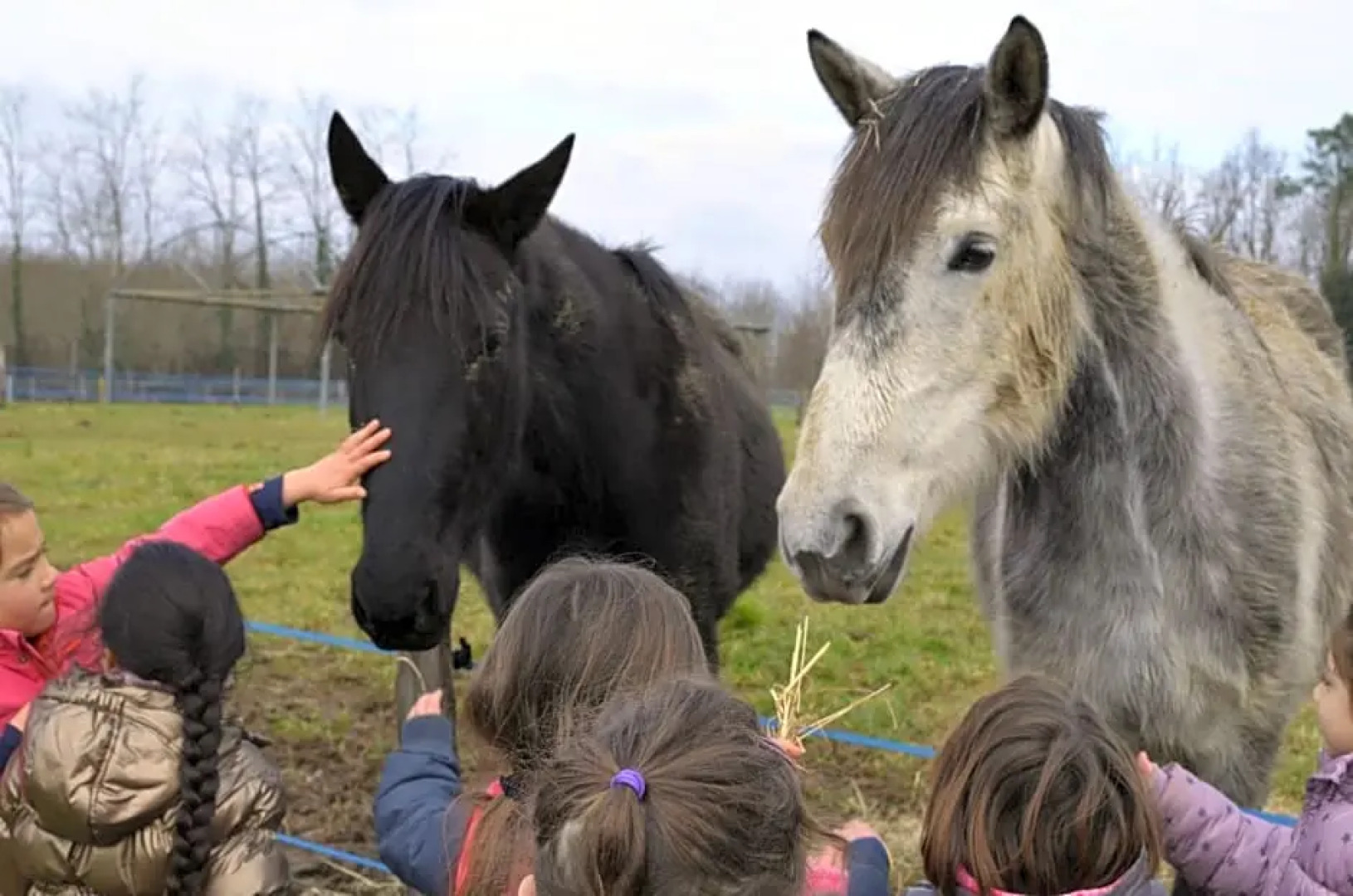 La petite ferme de Pouillon - Parc animalier - aire de loisirs