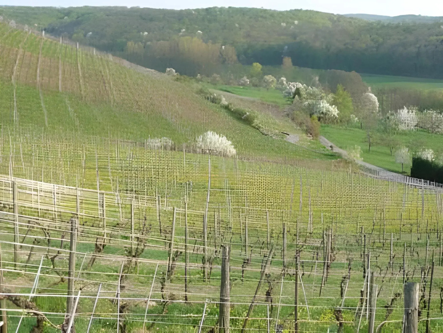 Wengerterstube & Gästezimmer Kern