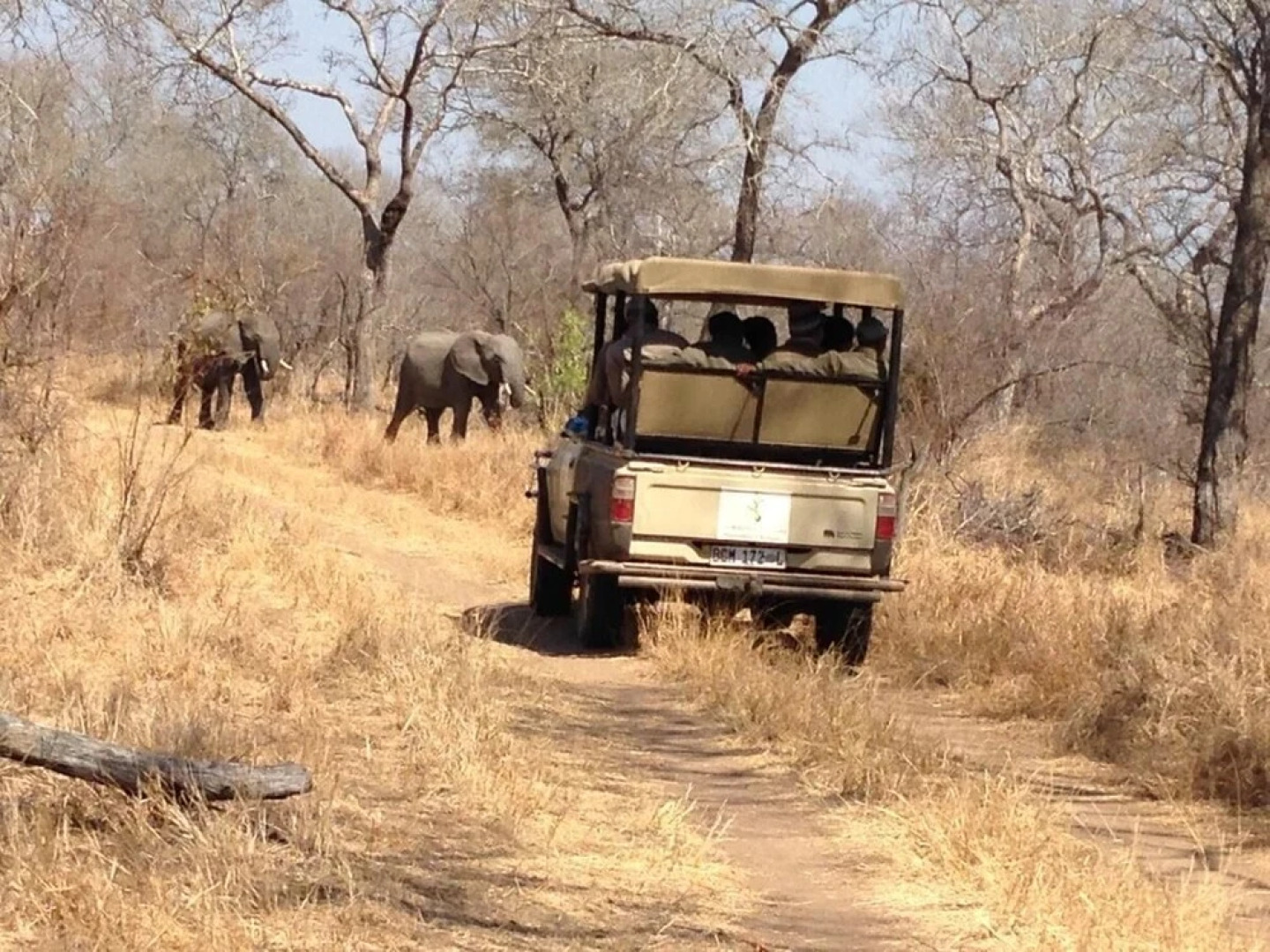 Wild Olive Tree Camp