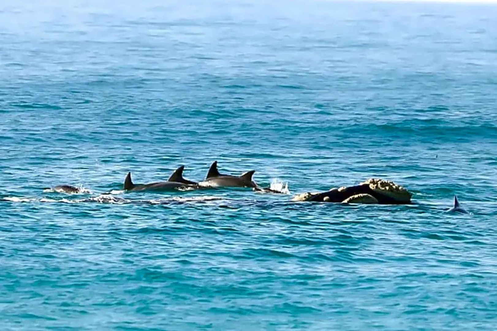 Delicious Monster Retreat and Restaurant