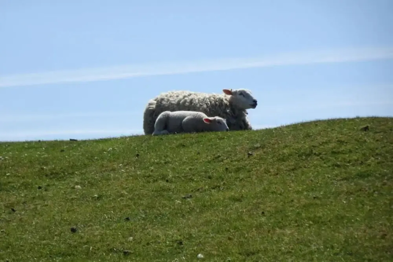 Holiday Home Gray Seal
