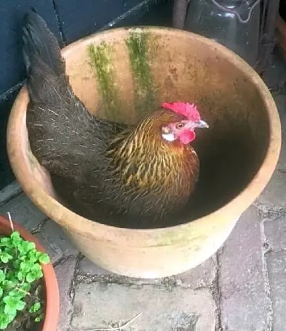 Aan de Dwarsweg