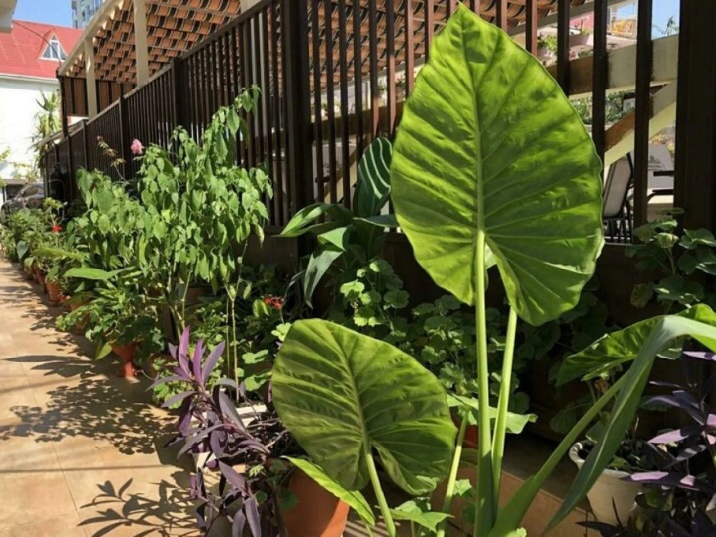 Marco Polo (Адлер)