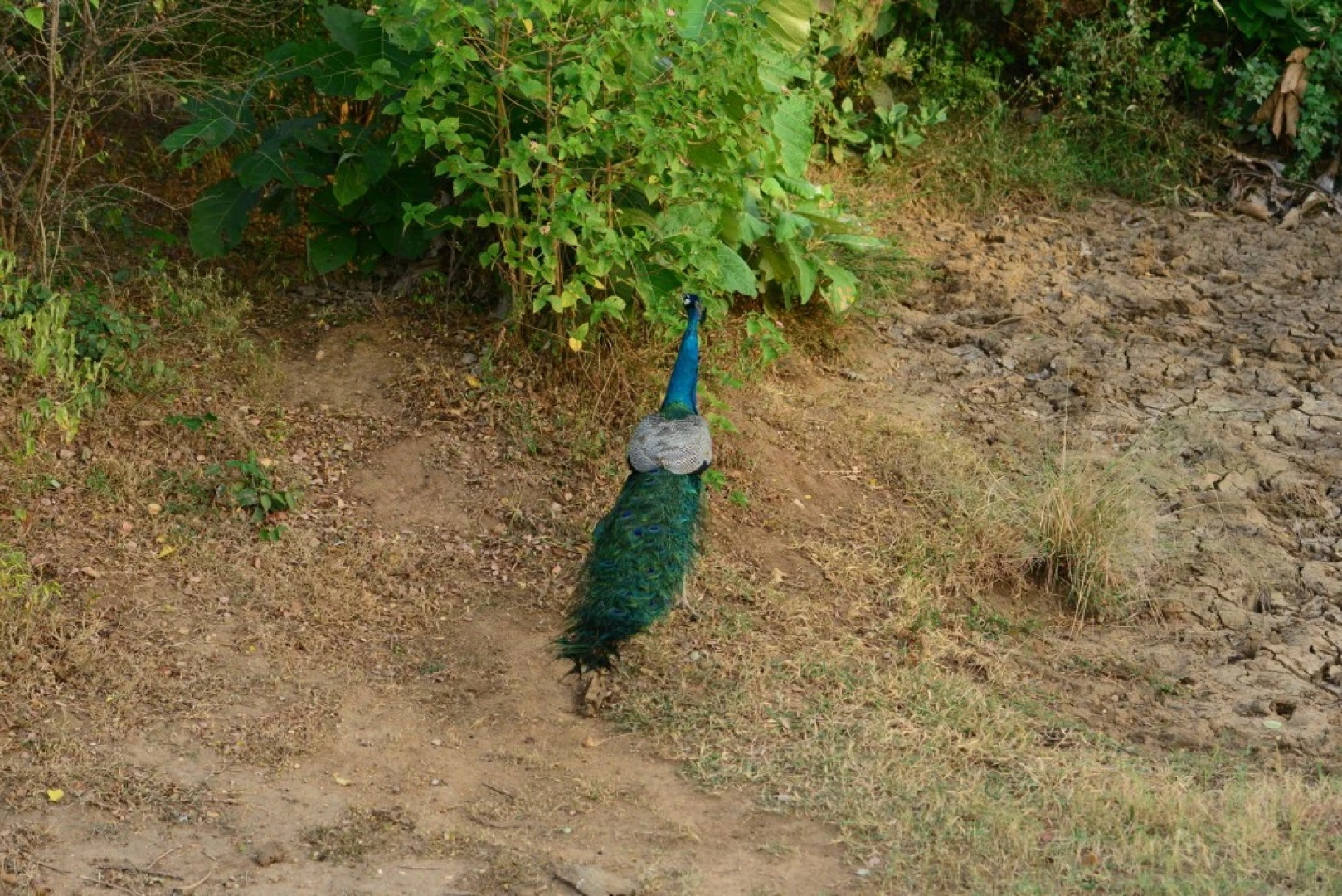 Nildiya Mankada Safari Lodge