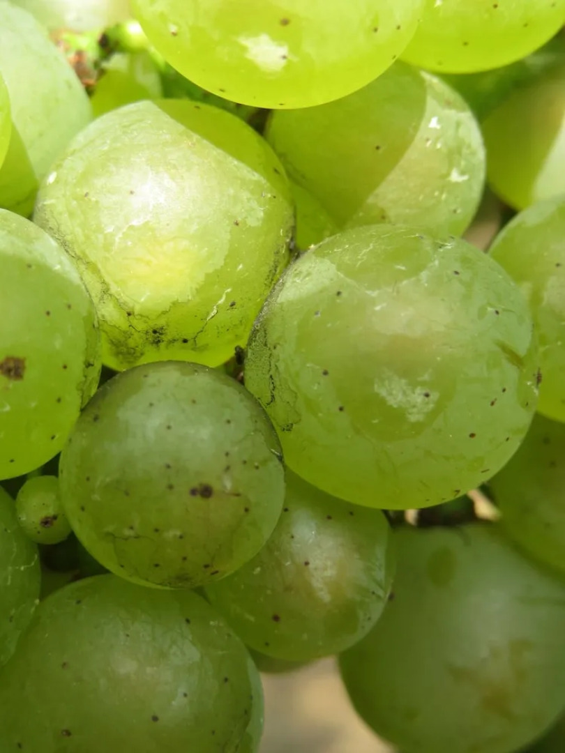 La Maison du Clos du Roi