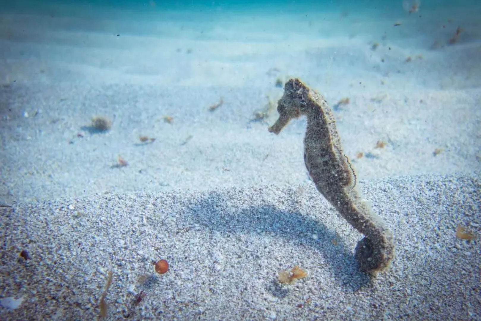 Meublé 6 Couchages Bord De Mer