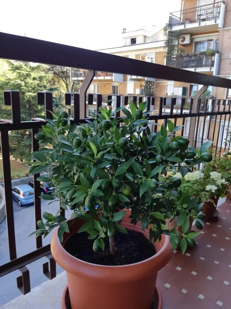 Venice h.s.Garden Home