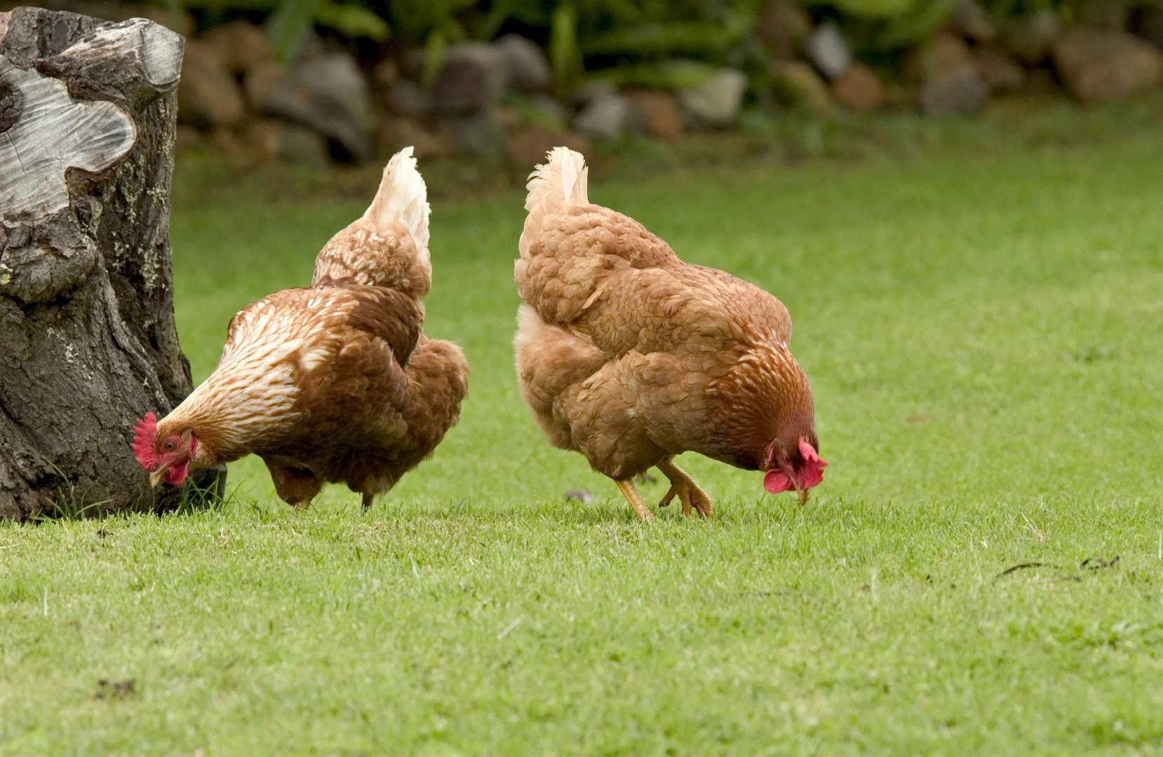 Peppermint Brook Cottages