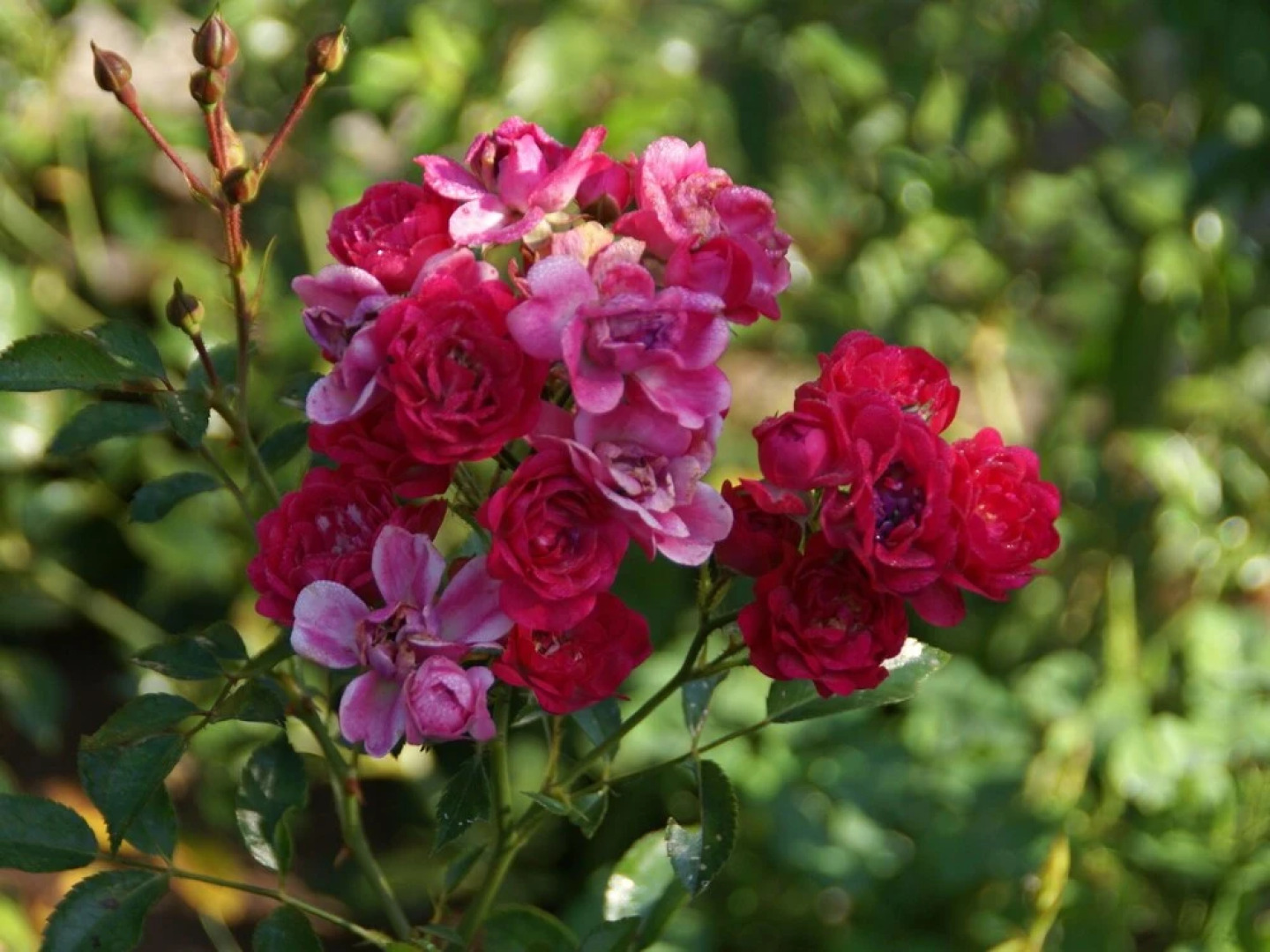 Wooden Chalet, Skiing in the Winter Season