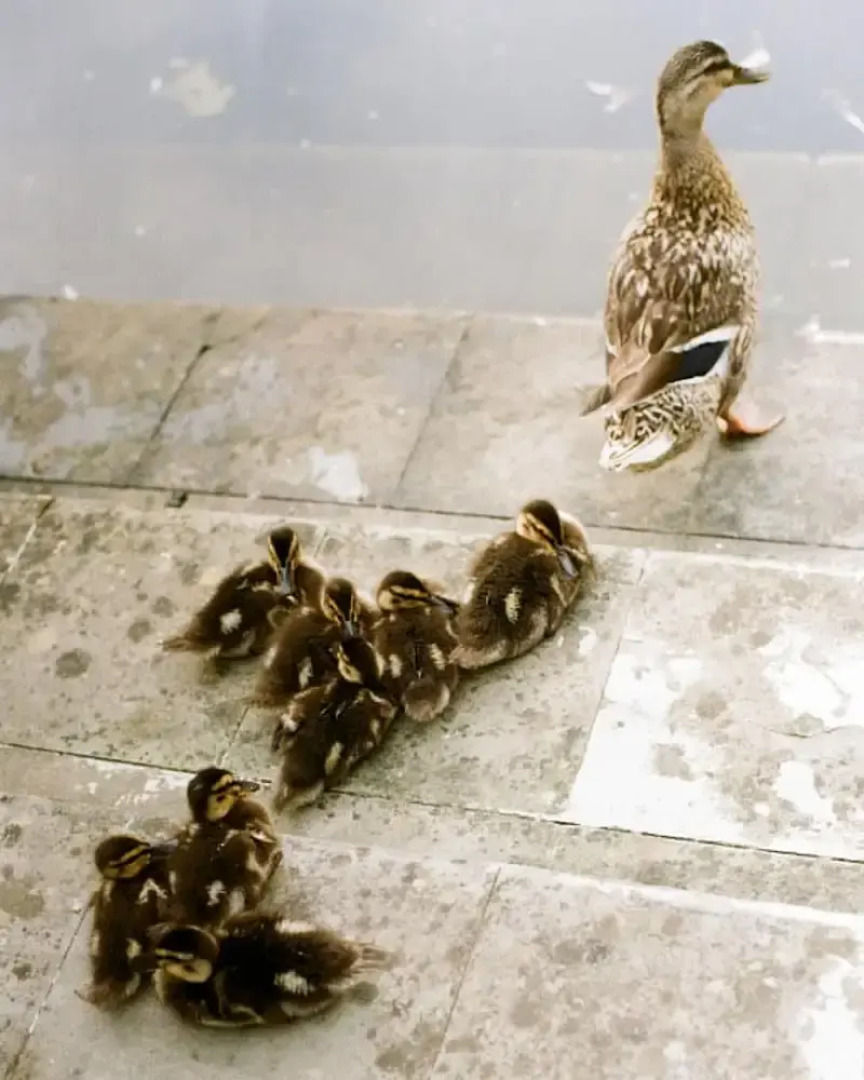 Tranquil 1BR Villa in Revislate