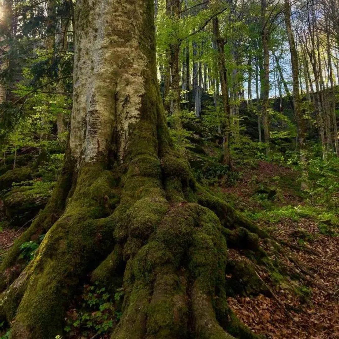 Albergo Ristorante Letizia