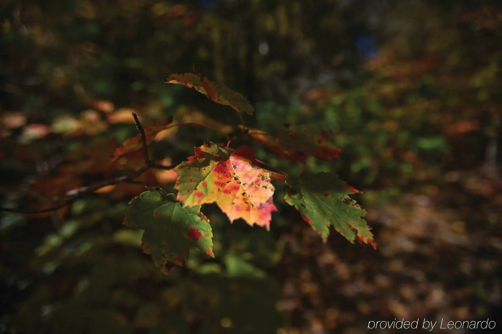 Club Wyndham Resort at Fairfield Sapphire Valley