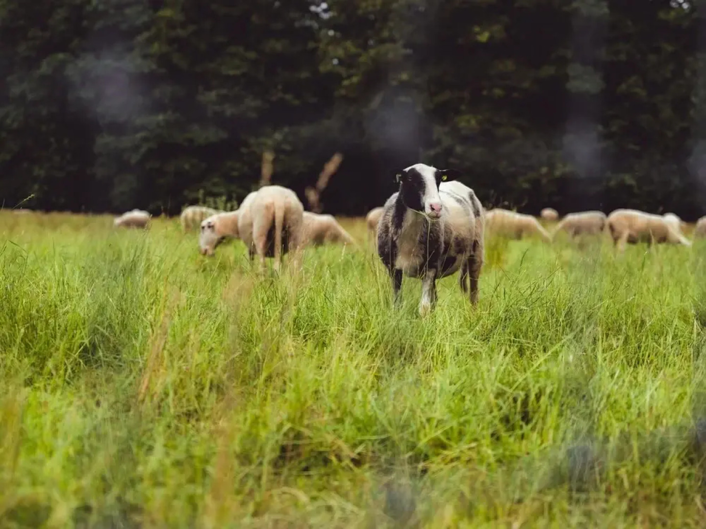 Tidy Furnished Chalet With a Combi Microwave, in the Veluwe