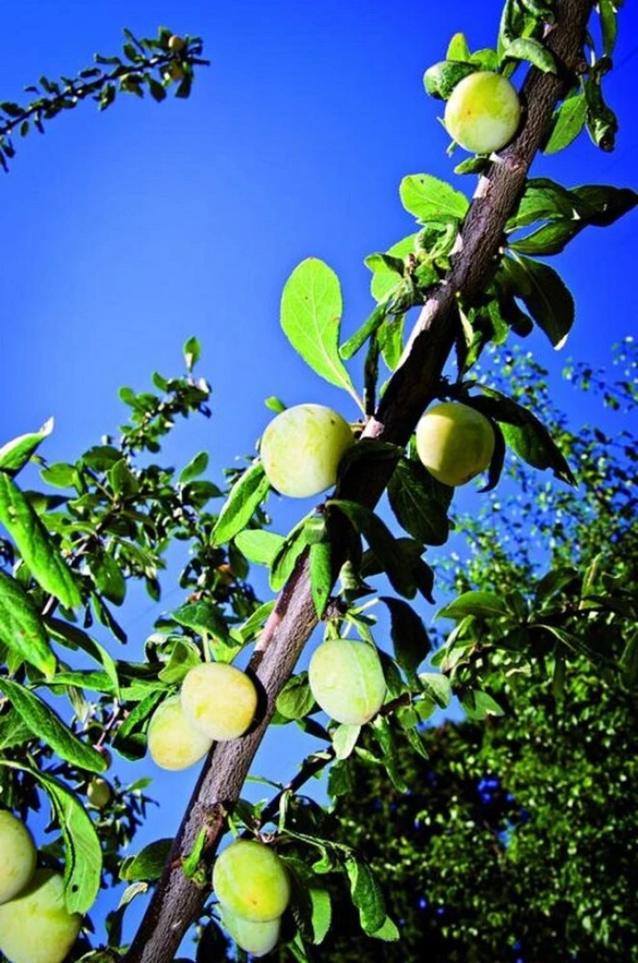 Domaine de la Ramade