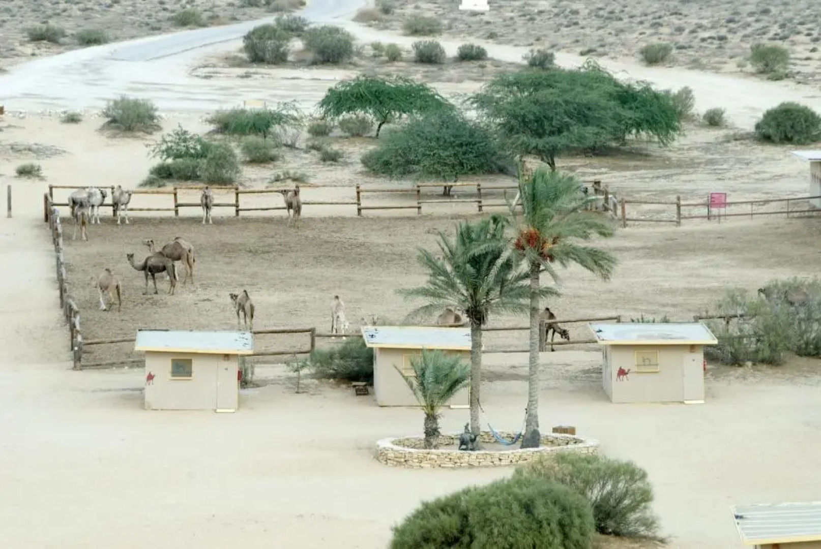 Negev Camel Ranch
