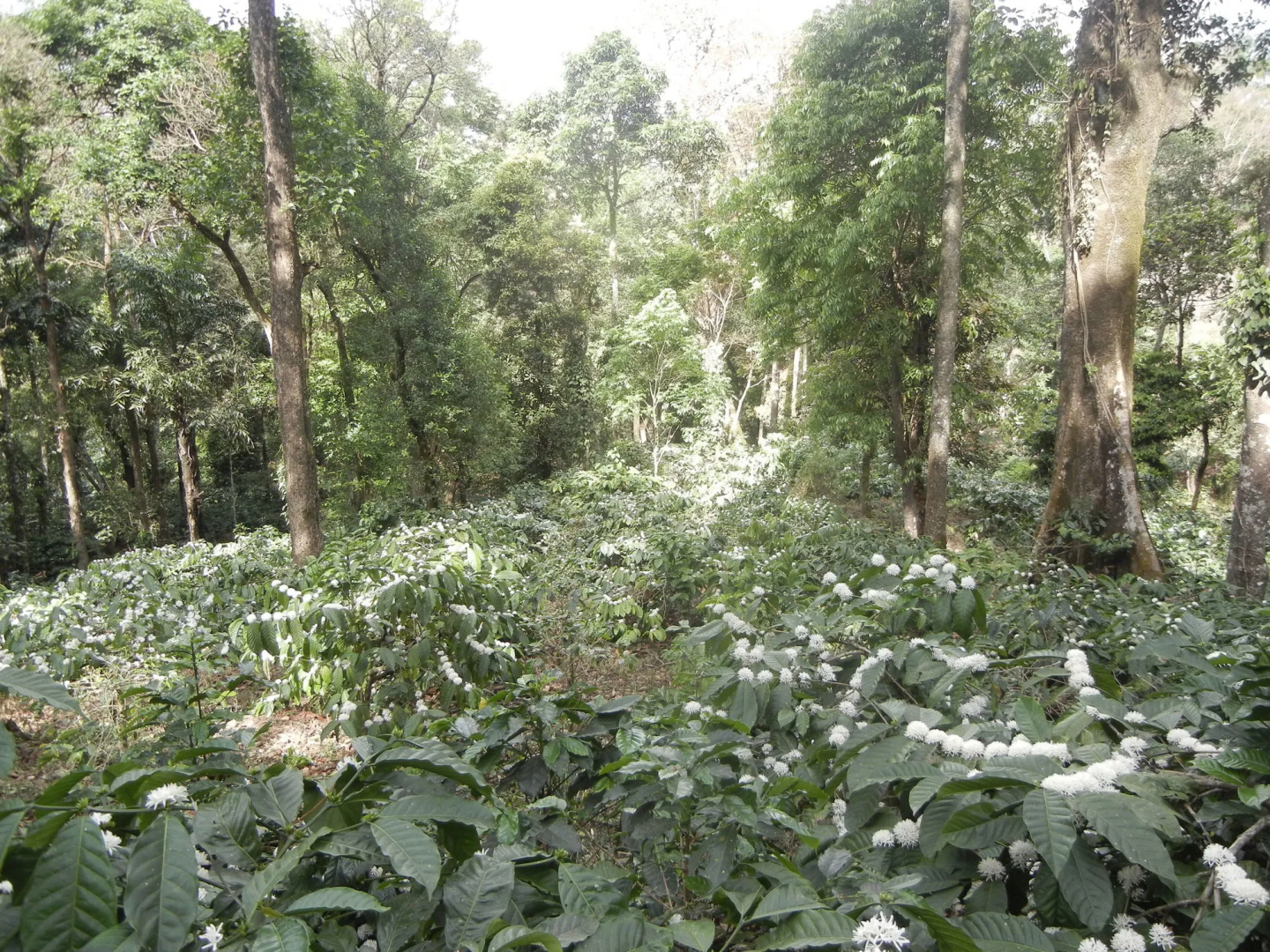 Amritasthanam Guest House And Retreat