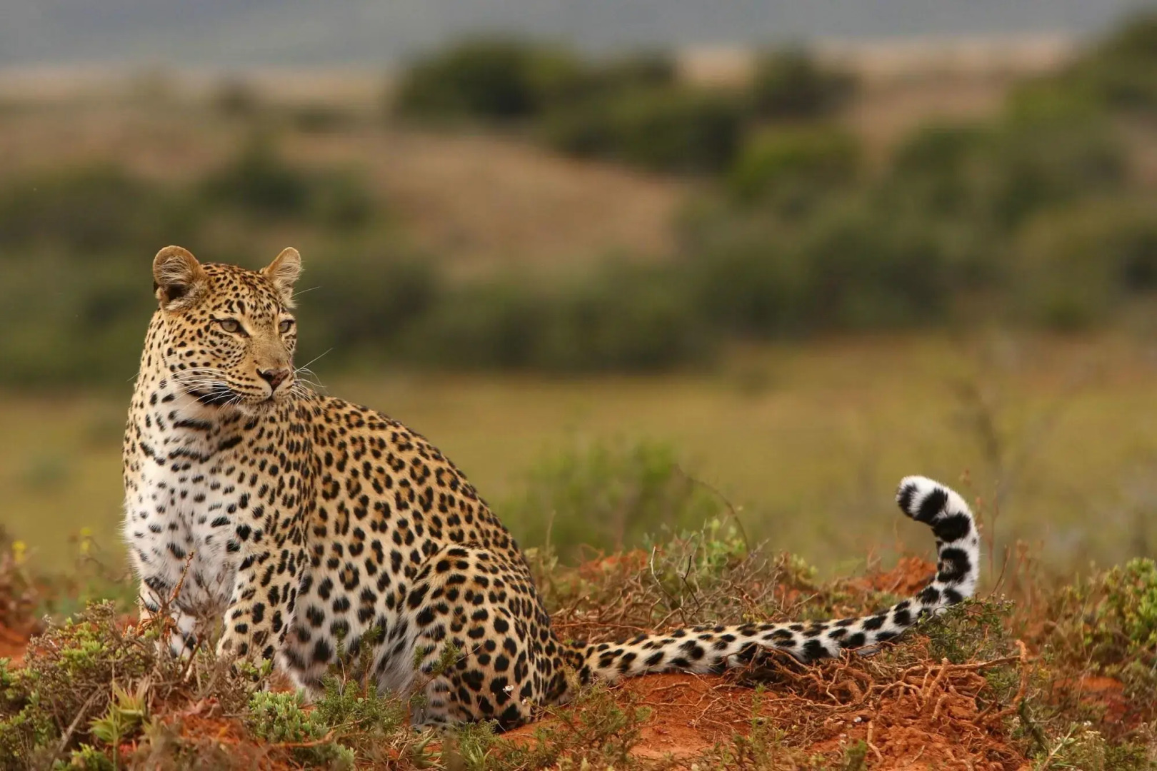 Shamwari Eagles Crag